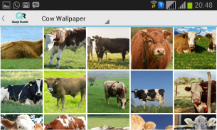 Cow Wallpaper screenshot 9