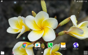 Tropical Flower Live Wallpaper screenshot 6