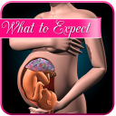 Pregnancy app : what to expect week by week