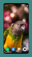 Parrot Wallpapers 4K screenshot 9