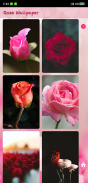 Roses flower Wallpapers V2 screenshot 0