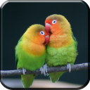 Master Kicau Lovebird