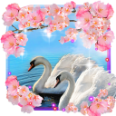 Spring Swans Love live wallpaper