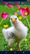 Easter Chicks Live Wallpaper screenshot 7