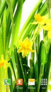 daffodil hidup wallpaper screenshot 1