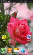 Rainy Pink Rose LWP screenshot 2