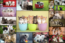 Juego de Gatos - Puzzle para niños y adultos 😺🧩 screenshot 0