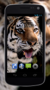 4K Tiger Video Wallpaper screenshot 2