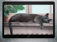 Cute Lazy Cat Live Wallpaper screenshot 5