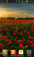 Poppies live wallpaper screenshot 2