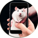 Rat On Screen Hand Simulator