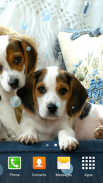 Cute Puppies Live Wallpapers screenshot 4