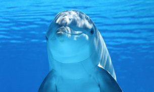 Дельфины живые обои screenshot 1