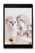 Scottish Fold Wallpapers screenshot 9