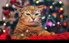 Xmas Cat Live Wallpaper screenshot 4