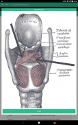 Muscle Anatomy Reference Guide screenshot 21