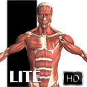 Visual Anatomy Lite Icon