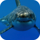 White Shark HD Video Wallpaper Icon