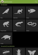 Field Guide to Victorian Fauna screenshot 1