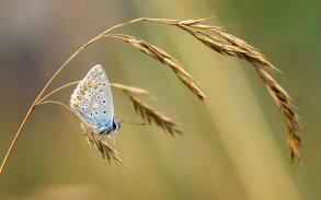 Butterfly Live Wallpaper screenshot 3