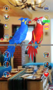 Talking Parrot Couple screenshot 4