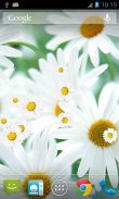 Daisy Flower Live Wallpaper screenshot 2