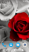 Rose Flower HD Wallpapers screenshot 5