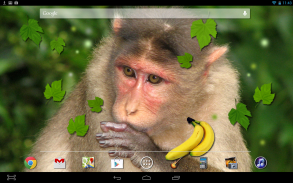 Monkey Live Wallpaper screenshot 2