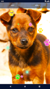 Cute Puppy Live Wallpaper screenshot 4