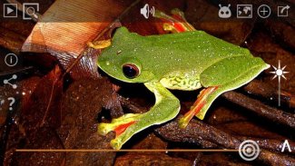 Frog Find screenshot 0