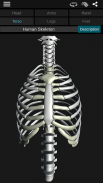 Osseous System 3D (анатомия) screenshot 9
