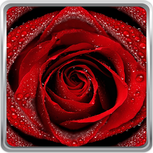 Red Rose Live Wallpaper - APK Download for Android | Aptoide
