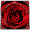 Red Rose Live Wallpaper