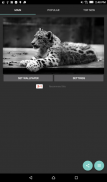 Snow Leopard Live Wallpaper screenshot 2