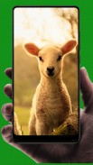 Sheep Wallpaper screenshot 10