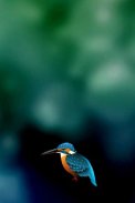 Kingfisher LiveWallpaper Trial screenshot 1