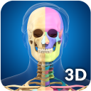 Skeleton Anatomy Pro. Icon