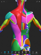 Visual Anatomy 3D screenshot 5