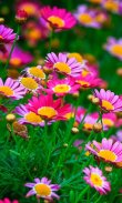 Flowers Live Wallpaper screenshot 2