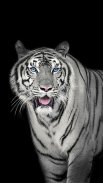 White Tiger Live Wallpaper screenshot 3