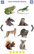 Learn Animals Name Animal Soun screenshot 7