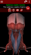 Muscular System 3D (anatomy) screenshot 6