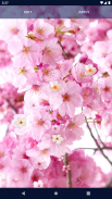 Sakura Flower Live Wallpaper screenshot 5