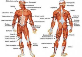 Body Reflexology Point screenshot 6