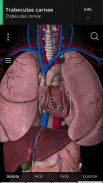 Anatomyka - 3D Anatomy Atlas screenshot 15