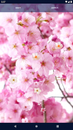 Sakura Flower Live Wallpaper screenshot 8