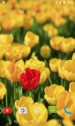 Tulips Video Live Wallpaper screenshot 3