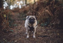 Pug Wallpaper: backgrounds hd screenshot 0