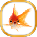 Gold Fish Live Wallpaper