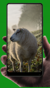 Sheep Wallpaper screenshot 1